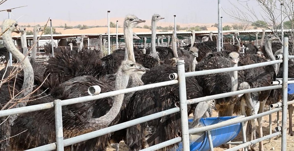 business plan for ostrich farming